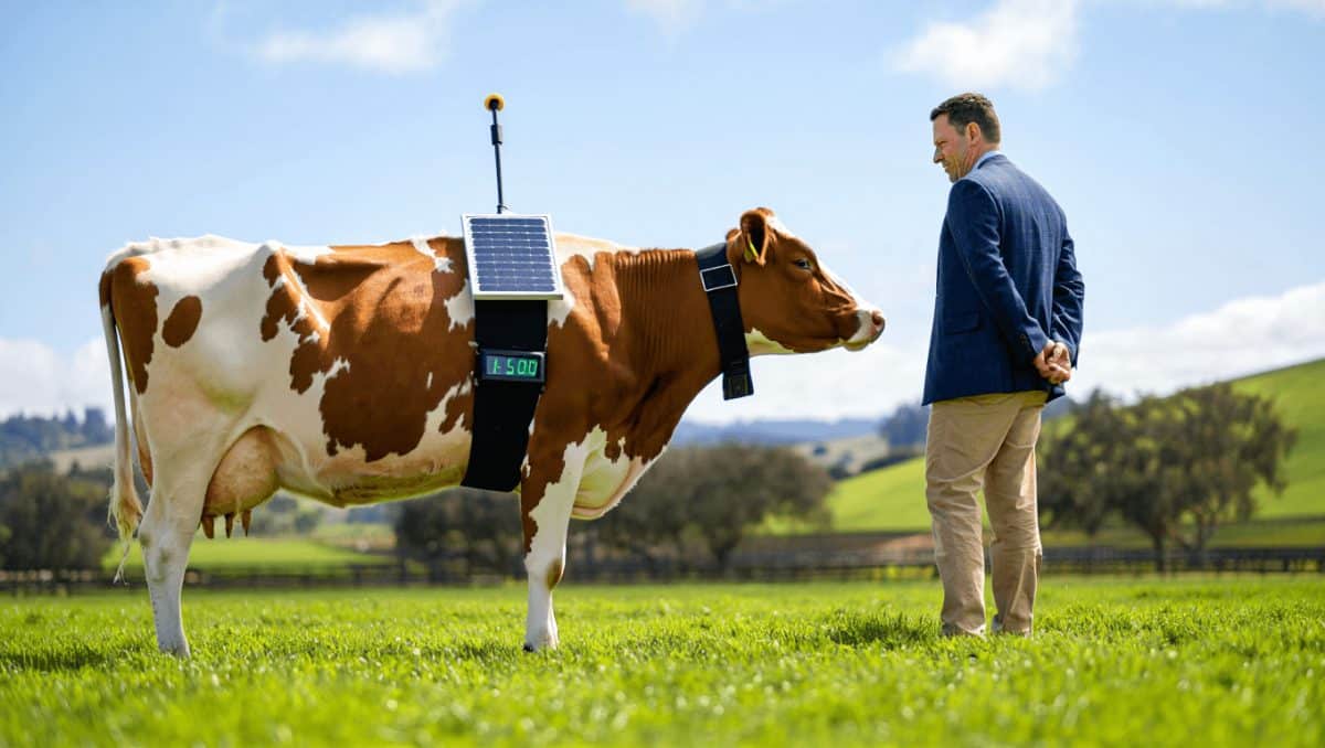 Peter Thiel’s big bet on solar-powered cow collars