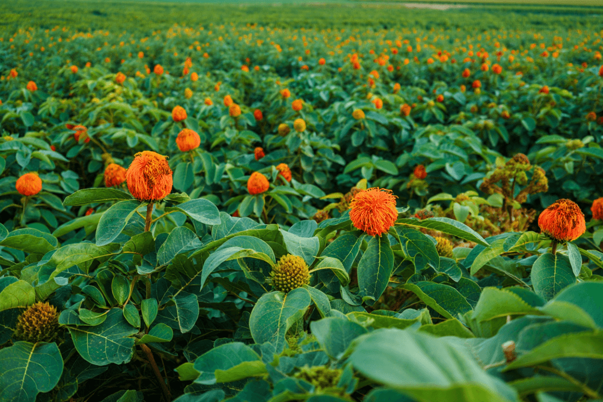 Invasive species cost global economy $423 billion a year, UN-backed report finds