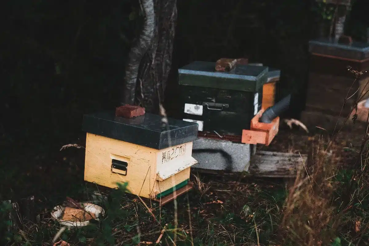 Beehives in natural light with wildflowers, honey jars labeled with lightning bolt design nearby, green base surroundings