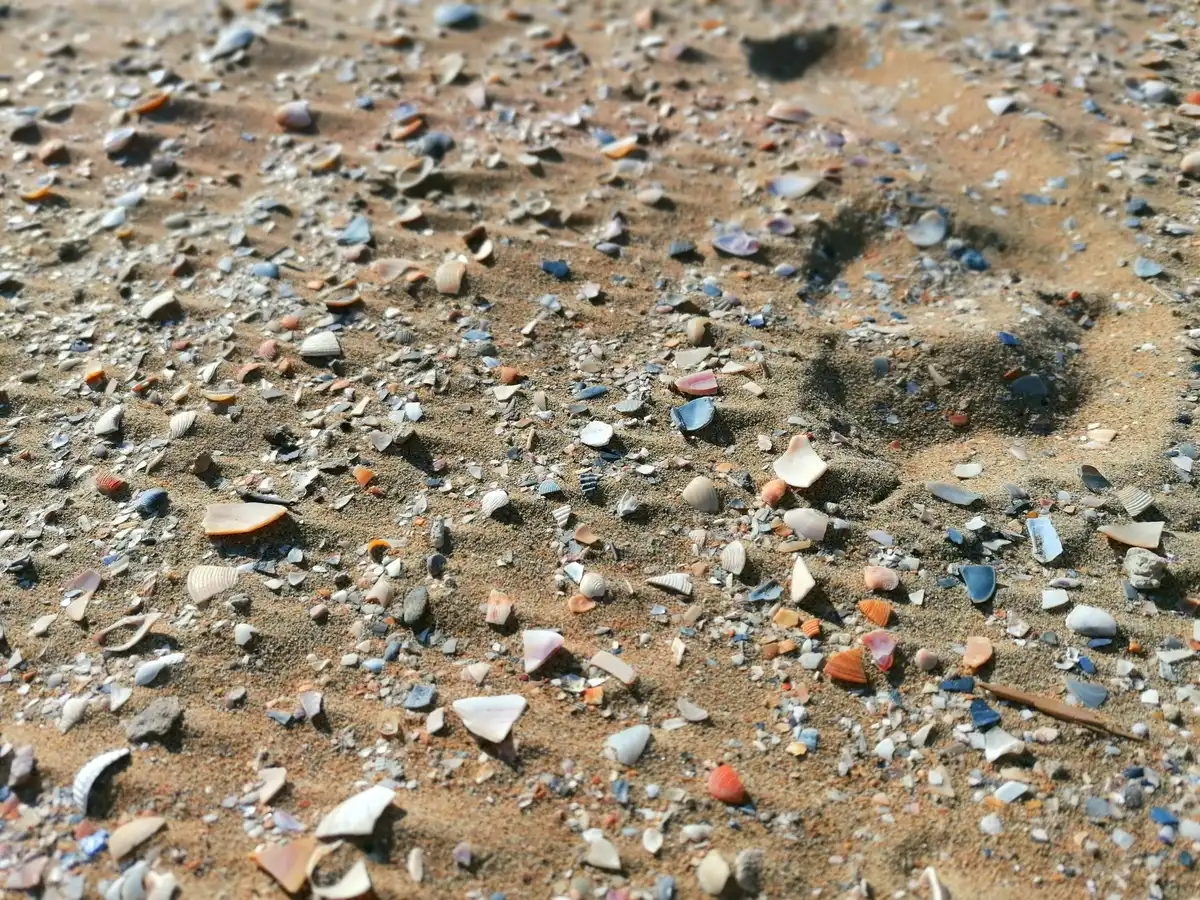 Seashells arranged on sand forming numbers, beach setting at golden hour, shallow focus on shells, blurred ocean background, peaceful natural scene