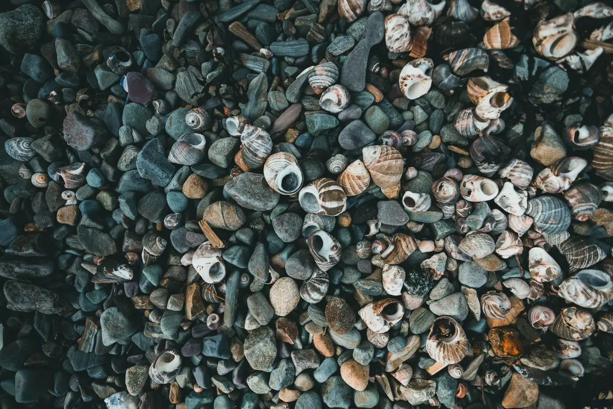 A beach shoreline at sunset with scattered seashells on wet sand, the numbers "86" and "47" subtly visible in shell arrangements, waves in the background, evoking ambiguity and interpretation