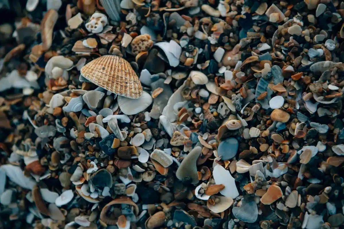 A split-screen composition showing a smartphone screen with a deleted post notification on one side, and a beach landscape with shells on the other, representing the disputed image at the center of the case.