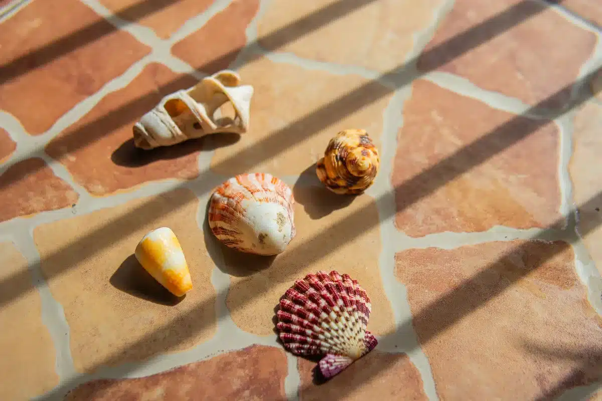 Close-up of seashells arranged on wet sand at shoreline, shallow water reflecting light, abstract pattern suggesting ambiguity and innocence