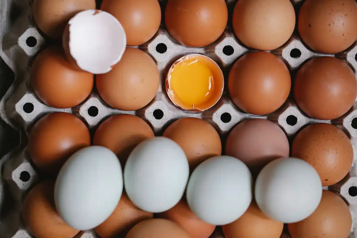 A close-up of an egg carton showing the plant code and Julian date printed in date-coding ink on the side, with a magnifying glass nearby