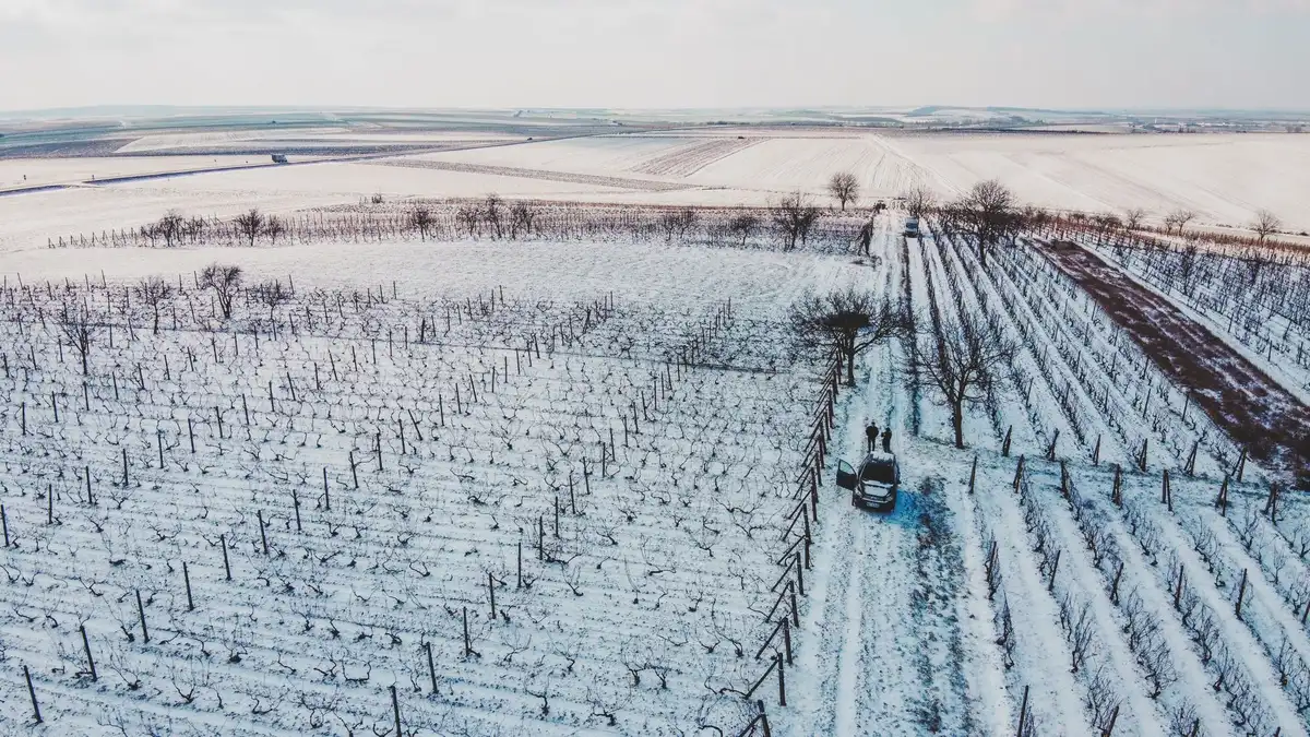 A farmer examining damaged grapevines in a vineyard, hands inspecting frost-killed buds, rows stretching into soft focus behind.