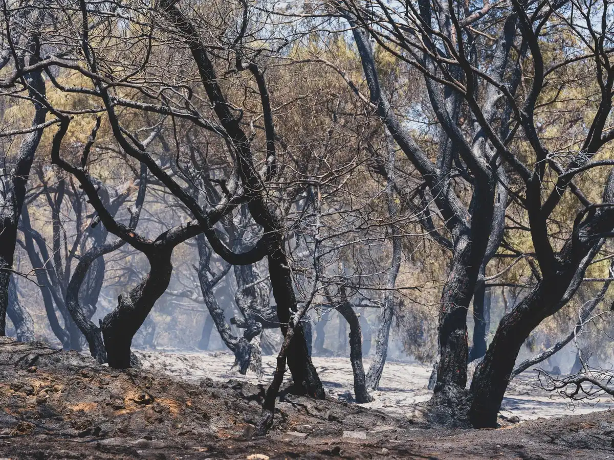 Empty forest floor covered with ash and charred debris, scorched tree trunks standing bare against a smoky horizon