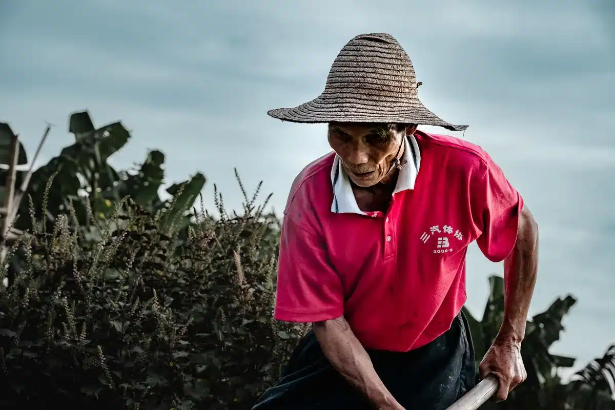 Farmer inspecting crop rows in early morning light, hands examining soil quality, rural landscape stretching toward horizon