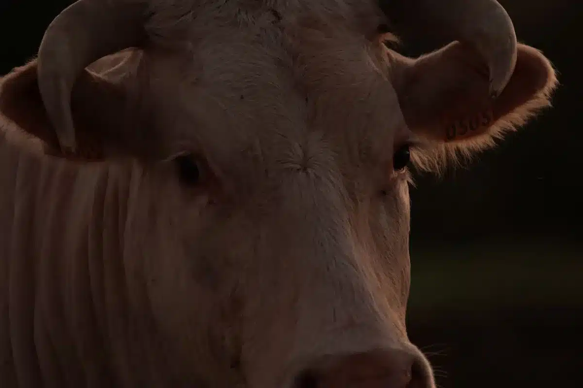 A USDA Food Safety and Inspection Service officer or inspector in a facility, examining or documenting beef products; professional setting with inspection equipment visible