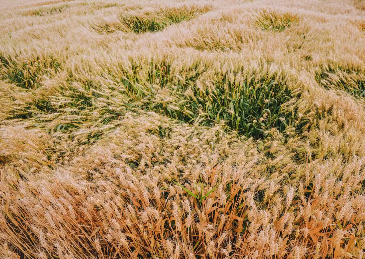 Parched, cracked earth stretching across a drought-stricken grain field under intense summer heat, dust rising from the soil, withered crop stalks barely visible