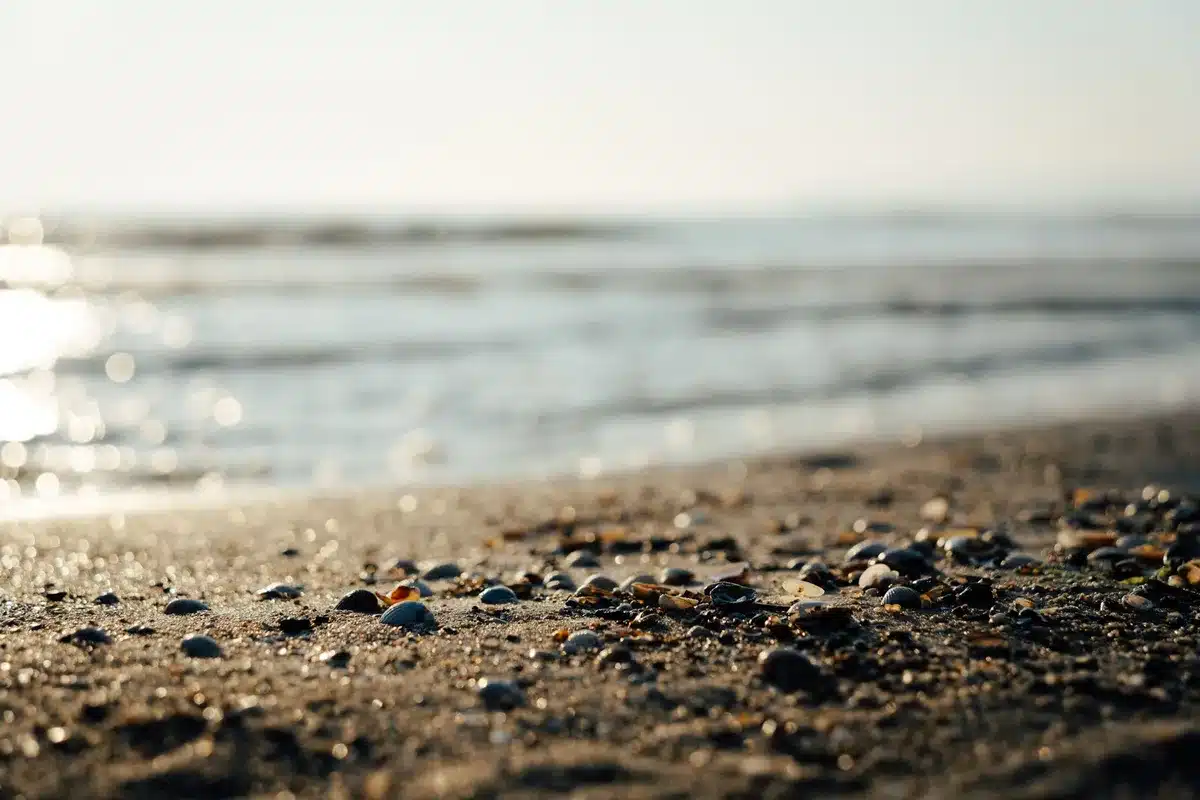 A beach shoreline at dusk with scattered shells catching fading light, soft focus, muted colors