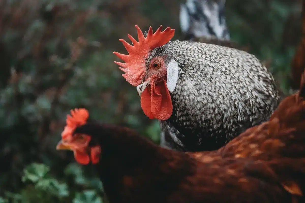 FDA upgrades egg recall to Class I over salmonella risk