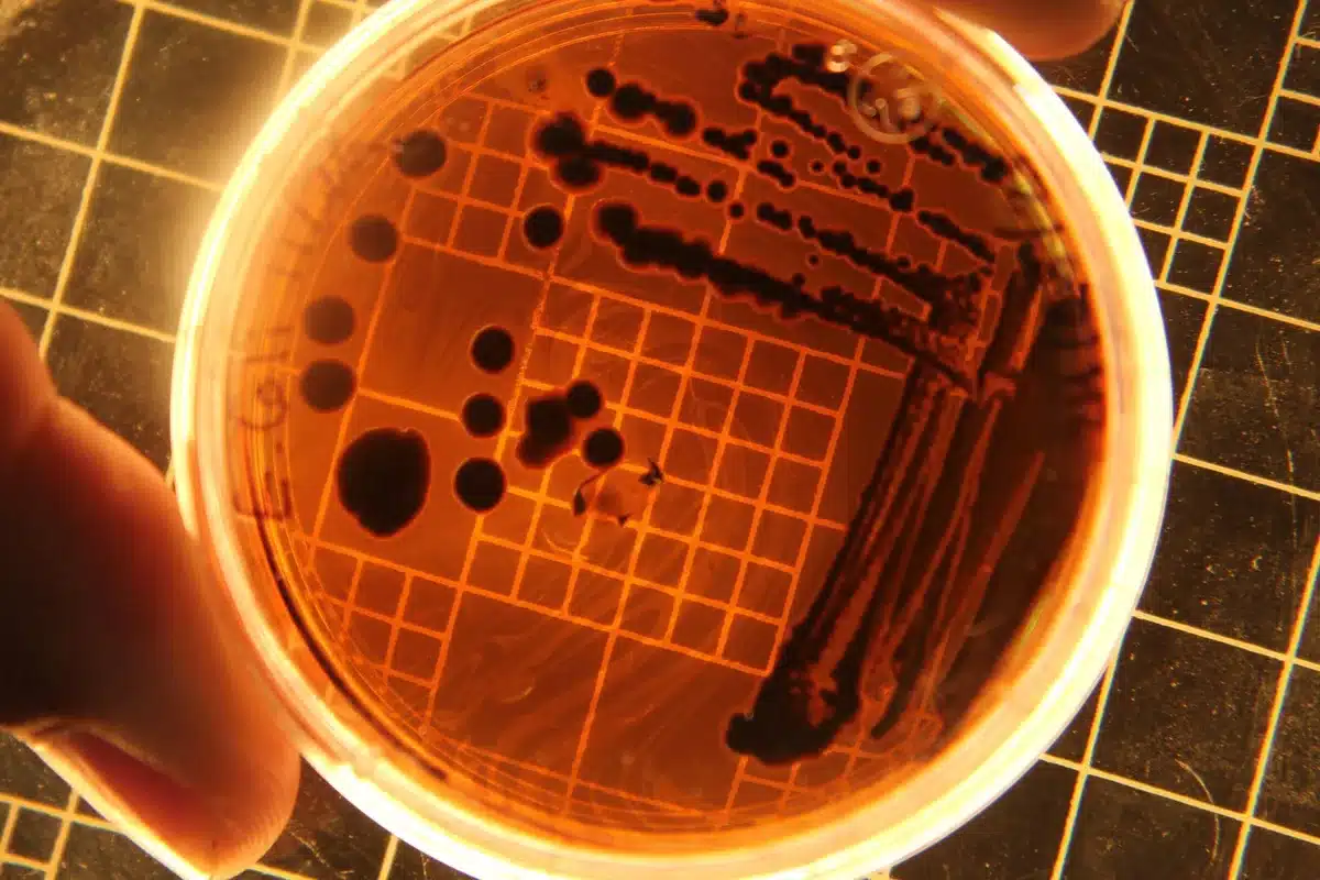 Close-up of a salmonella bacteria under microscope with blue and purple tones, scientific laboratory setting