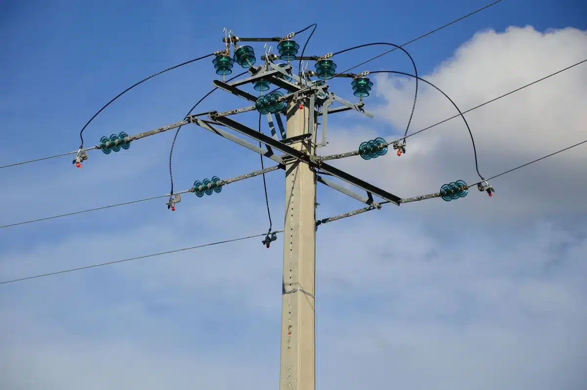 Close-up of weathered wooden utility pole with climbing vines and age-worn surface, electrical insulators visible, overcast sky behind