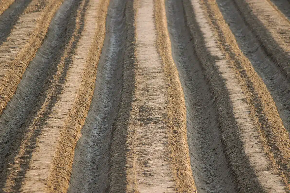 Agricultural fields with crop rows stretching to the horizon, a tractor silhouette in the distance, golden evening light