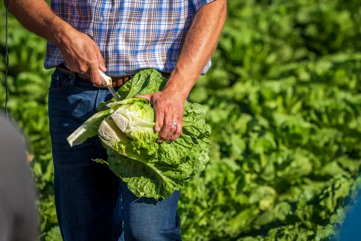A close-up of iceberg lettuce leaves with water droplets, arranged in a produce display setting, showing the fresh green texture of the recalled product.