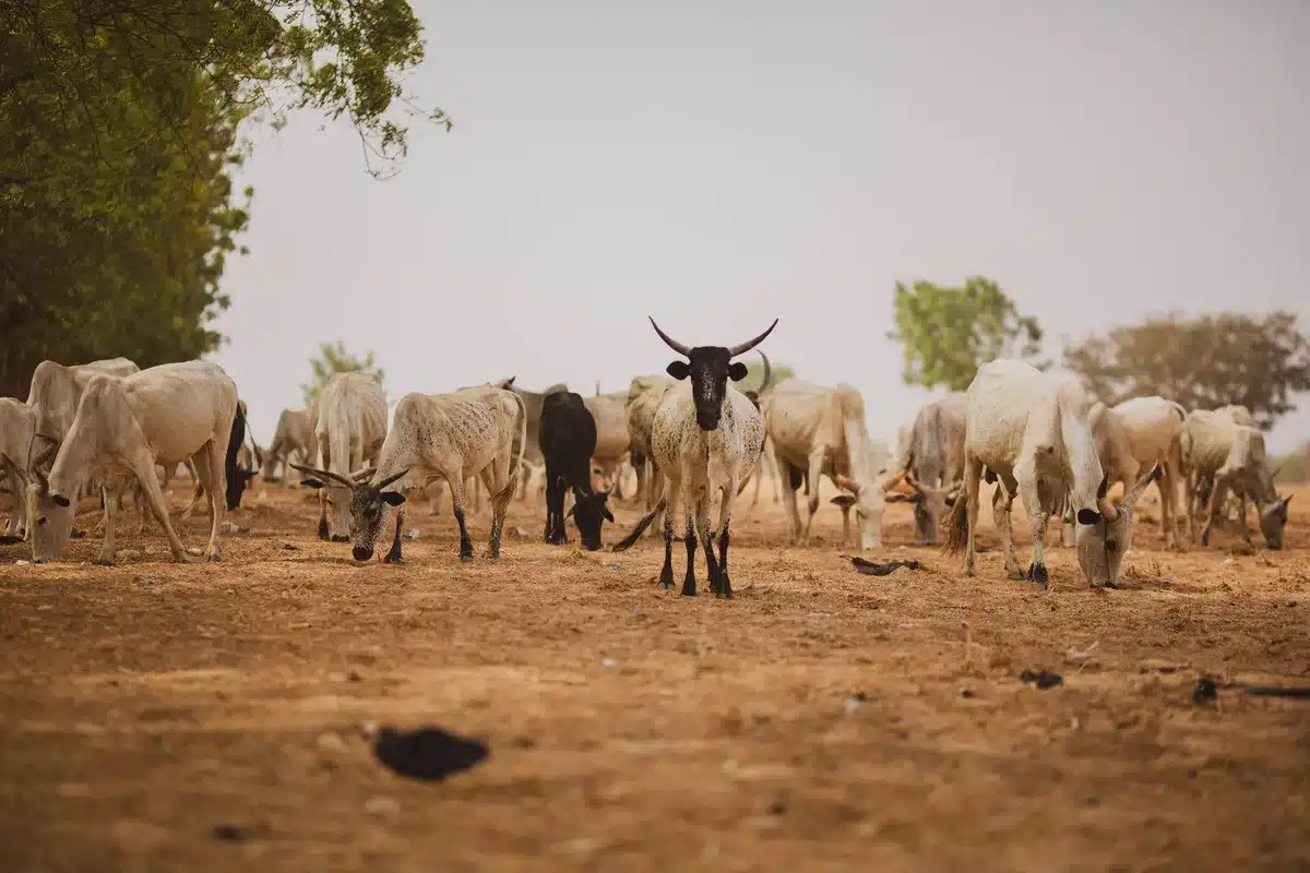 A wide view of a cattle ranch during drought, showing sparse grassland with cattle scattered across dry terrain, illustrating the environmental pressures affecting the beef supply chain.