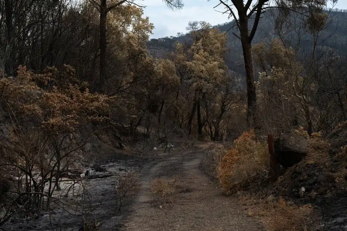 A dense, overgrown forest stand with dead trees and thick underbrush creating a fire-prone landscape, morning light filtering through smoke haze, mountain ridges visible in the distance, conveying ecological stress and wildfire danger