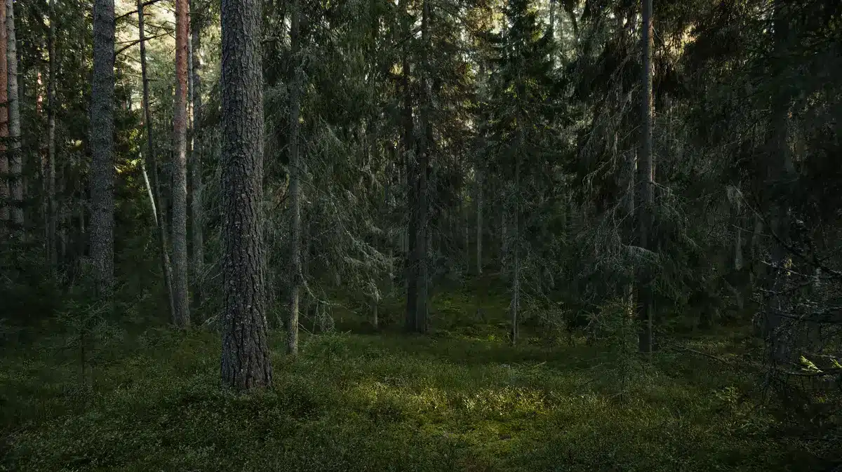 A section of intact roadless forest with pristine old-growth trees, clear streams, and untouched understory creating a contrast with cleared areas beyond, golden afternoon light, showing ecological integrity