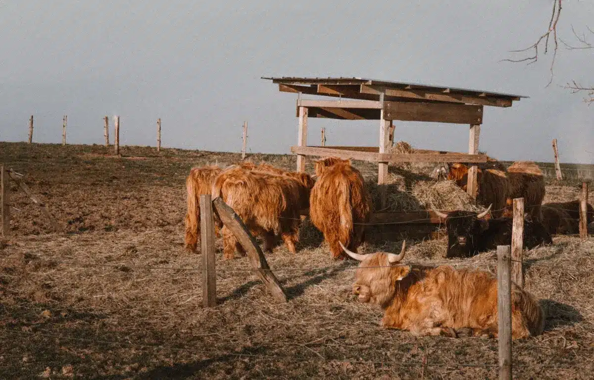 Empty cattle pens with metal gates and fencing, overcast sky, sparse and abandoned appearance suggesting reduced operations