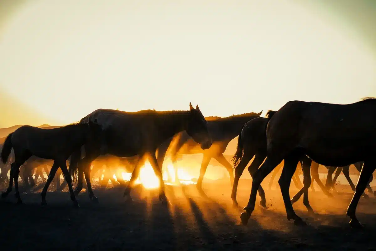 Wild horses in a desert landscape, dust swirling around their bodies as they move across open rangeland, mountains visible in the distance, golden sunlight illuminating their forms, a sense of freedom and wildness