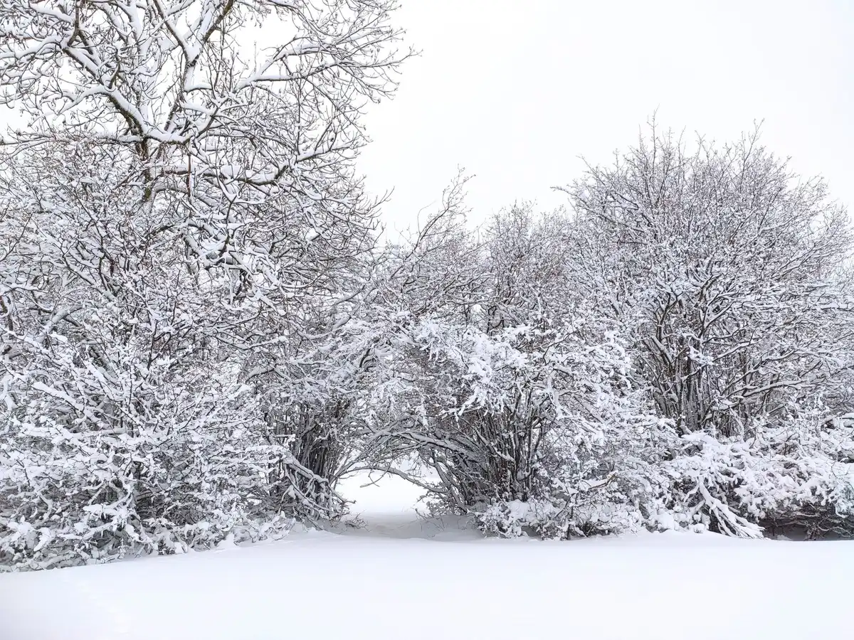 A winter landscape showing heavy snow accumulation on bare tree branches, with multiple layers of white frost clinging to the branches against a gray sky, evoking the weight and danger of winter storms.