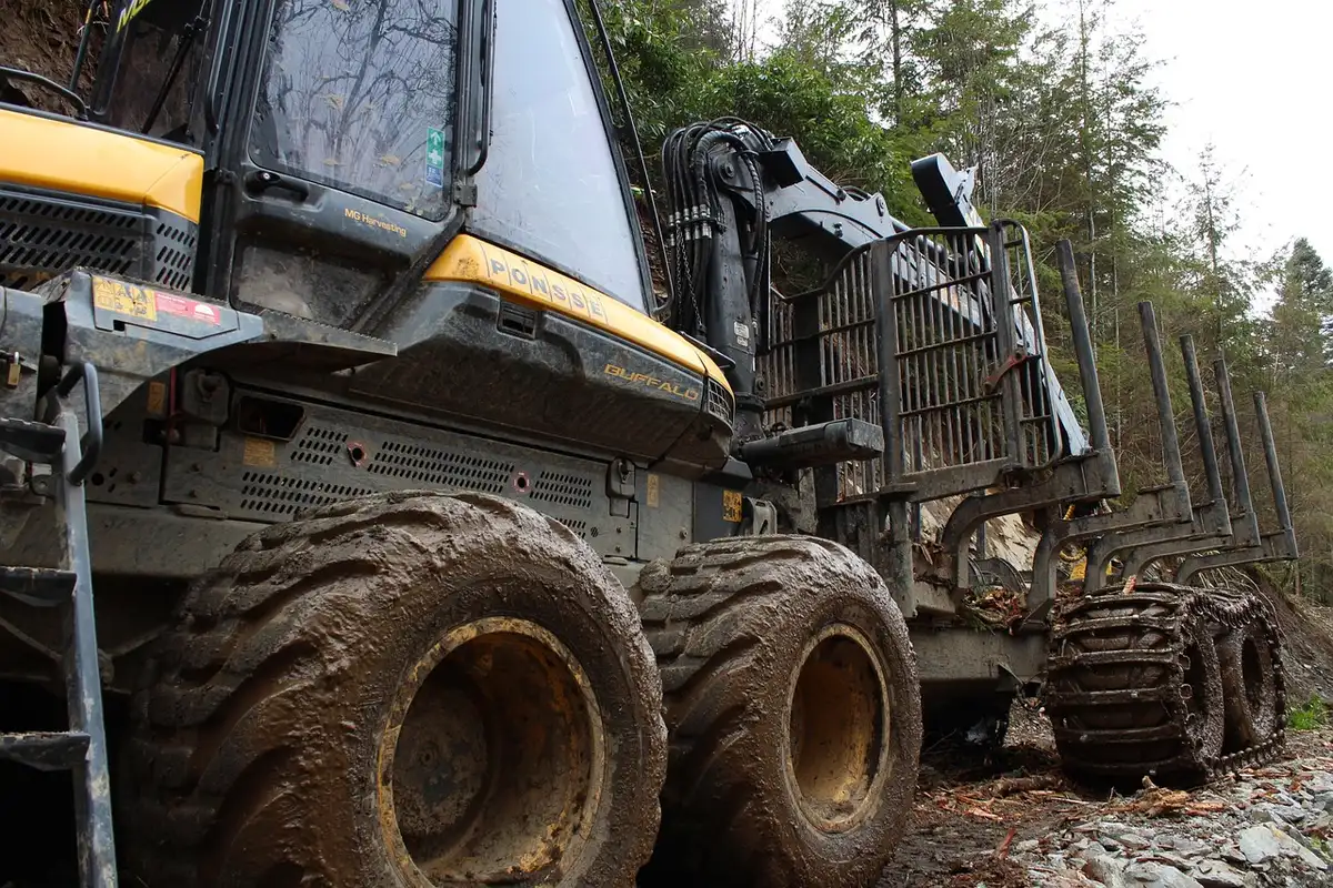 Maine forest landscape with logging equipment and stacked timber, misty morning light filtering through trees, showing the economic heart of the state's heritage industry