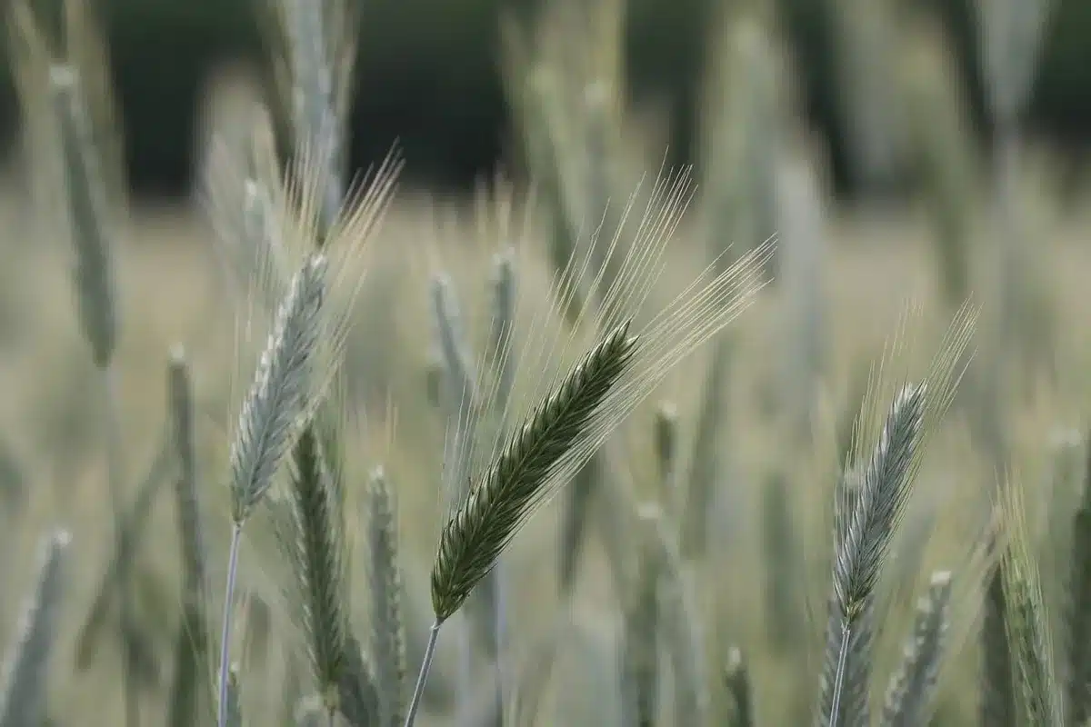 A conservation easement sign posted at the edge of a field, with rows of crops visible beyond, morning mist rising from the soil