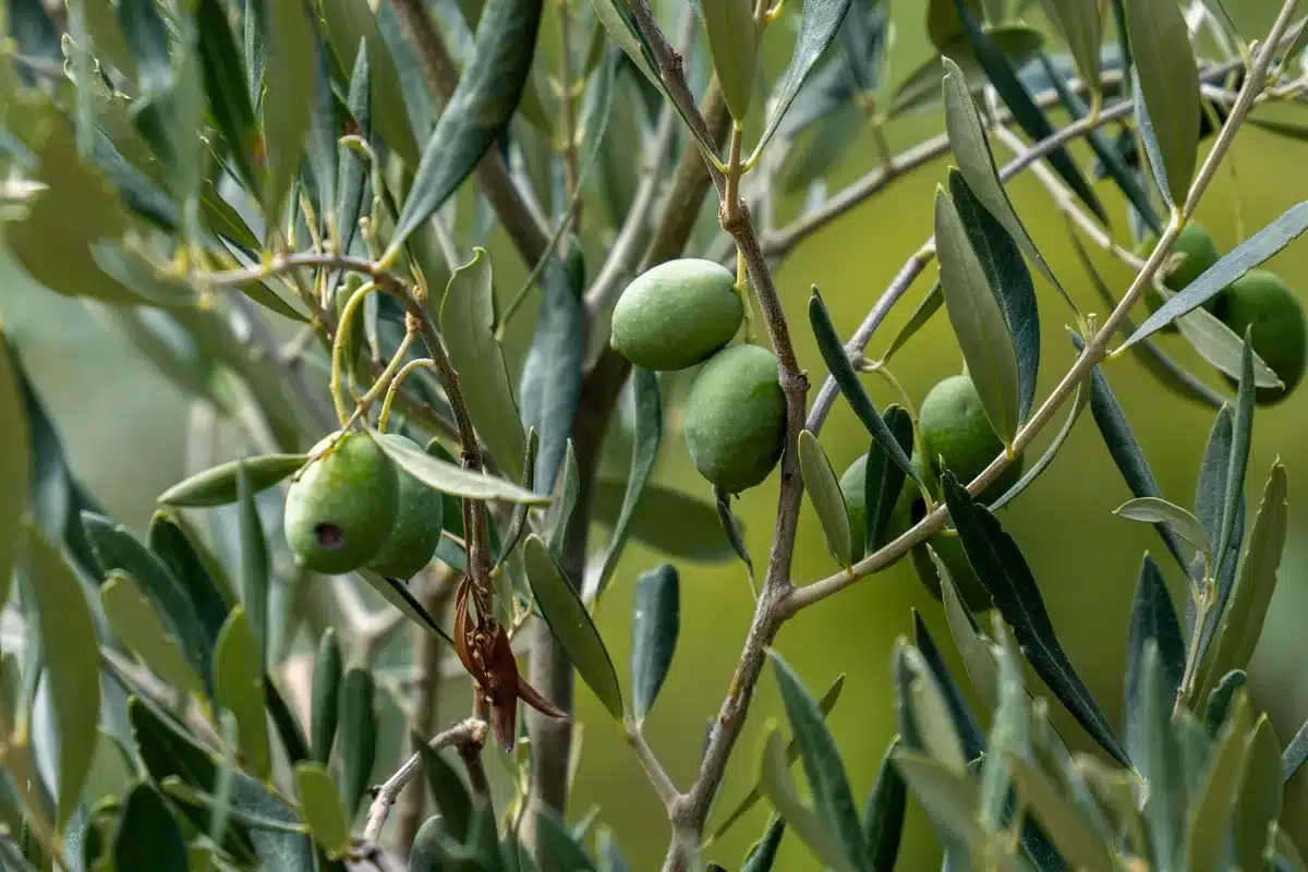 A small group of anonymous volunteers standing beside low olive trees at dusk, baskets on the ground, a row of unbranded pickup trucks blurred in the background