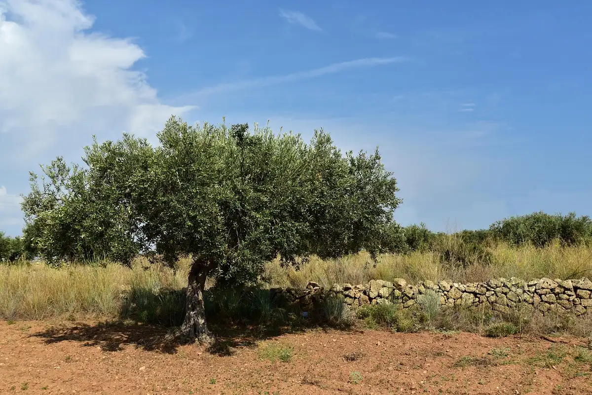 Anonymous hands picking olives into a woven basket, the ground scattered with fallen fruit and a distant, unbranded settlement silhouette on the horizon